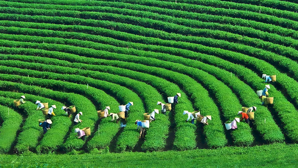 Đồi chè Trái Tim là một trong những nơi sản xuất chè Ô Long nổi tiếng tại Mộc Châu